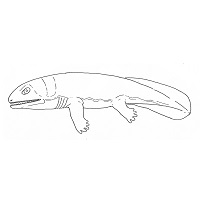 Tetrapod